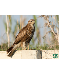 گونه سارگپه استپی Common Buzzard